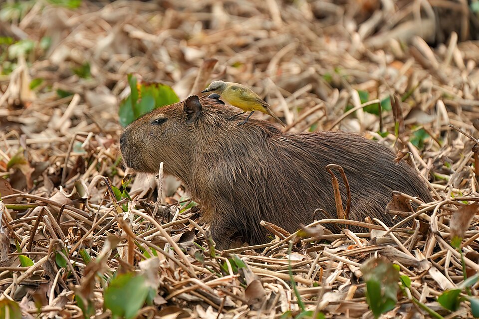 Capybara with bird friend