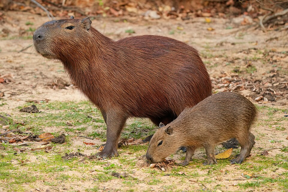 Capybara mother and baby