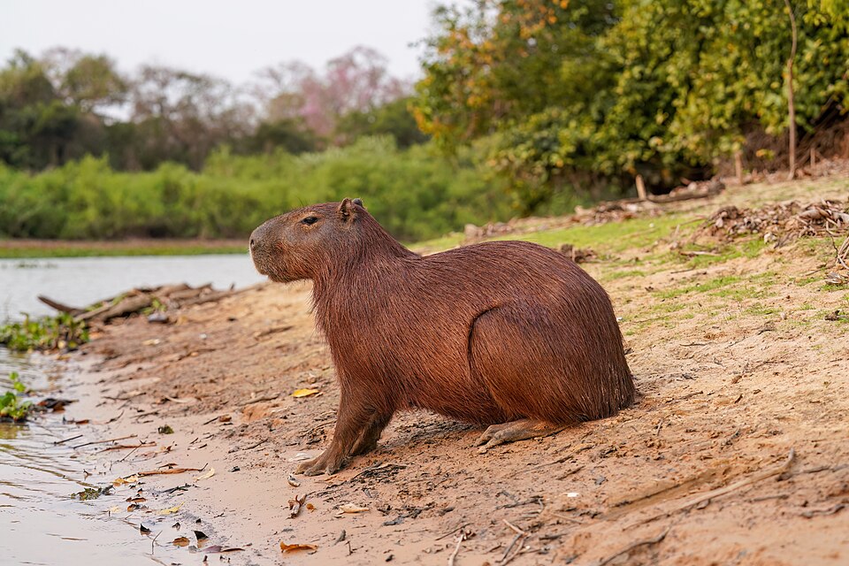 Capybara by the river