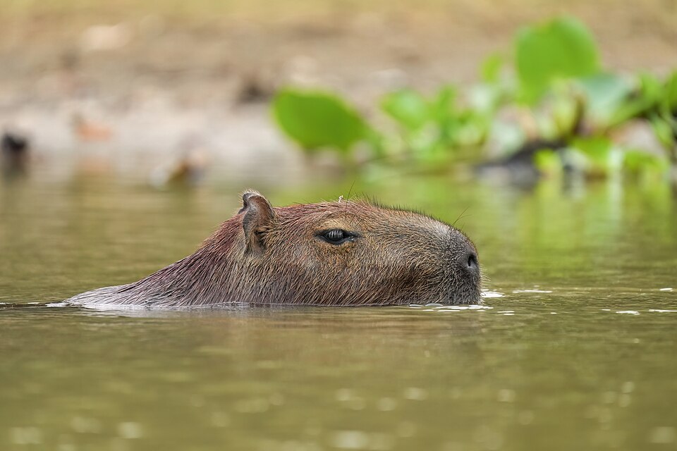 Capybara swimming