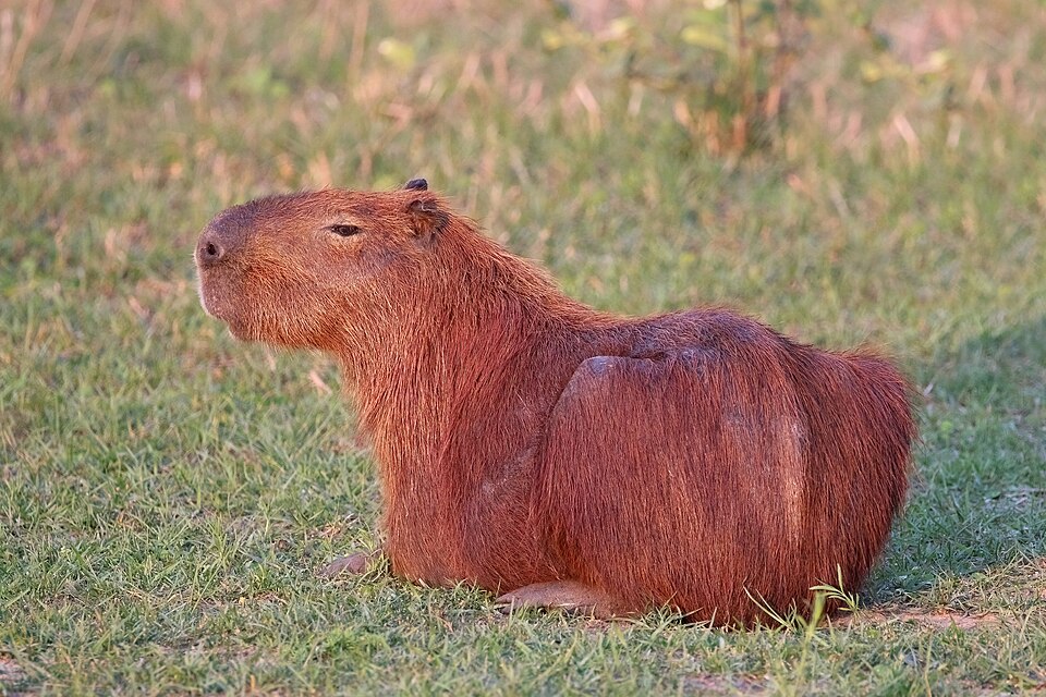 Capybara in the wild